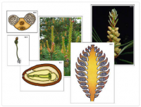 Модель-аппликация "Размножение сосны" (ламинированная)